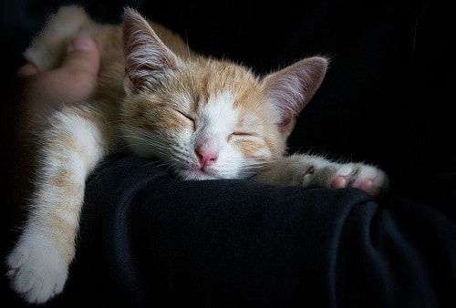 ایجاد محیط آرام برای خواب گربه