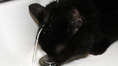 تصویر از چگونه می توان رفتار دیوانه وار را در گربه ها متوقف کرد