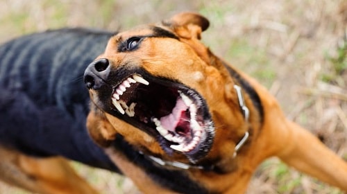چرا سگها رفتار پرخاشگرانه از خود نشان می دهند؟