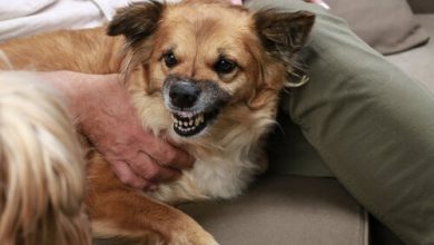 تصویر از چگونه می توان از رفتار پرخاشگرانه در سگ جلوگیری کرد