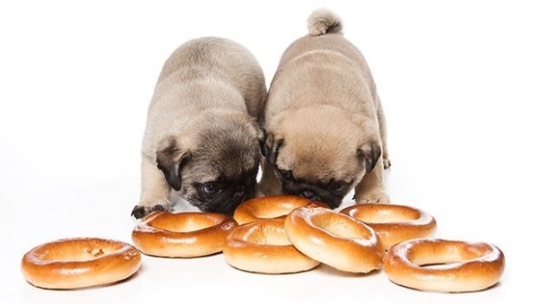 دو سگ پاگ در حال خوردن نان