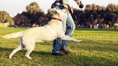 تصویر از اشتباه رایج صاحبان سگ که هنگام آموزش مرتکب می شوند