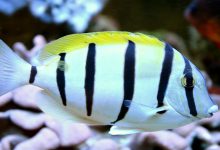 تصویر از توضیحات جامع درباره جراح ماهی زندانی(Convict Tang)
