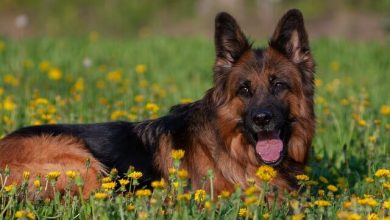 تصویر از سگ ژرمن شپرد
