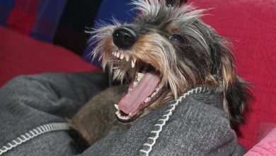 تصویر از چرا سگ ها گاز میگیرند؟چگونه جلوی گاز گرفتن سگ را بگیریم