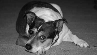 تصویر از ایا سگ شما دچار استرس می شود؟چگونه تشخیص دهیم که سگ دچار استرس شده