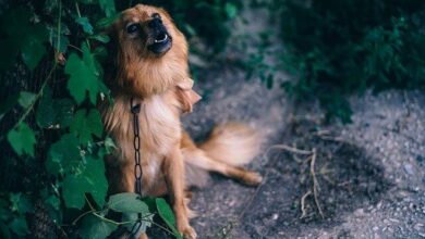 تصویر از چرا سگ ها عاشق زوزه کشیدن هستند؟