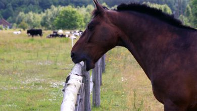 تصویر از چرا اسب ها چوب می جوند؟چگونه باید جلوی ان ها را بگیریم
