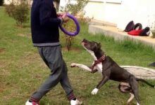 تصویر از تربیت سگ پیت بول با روش های مناسب و اصولی