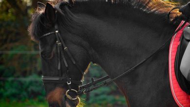 تصویر از توضیحات جامع درباره اسب اندلسی (Andalusian)