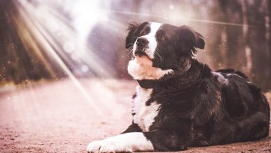 تصویر از سگ بردرکولی