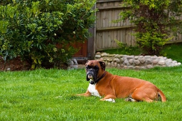 سگ باکسر در حیاط حصارکشی شده