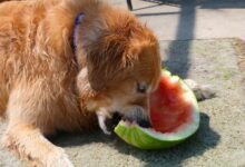 تصویر از ایا سگ ها می توانند هندوانه بخورند؟