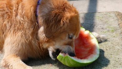 تصویر از ایا سگ ها می توانند هندوانه بخورند؟