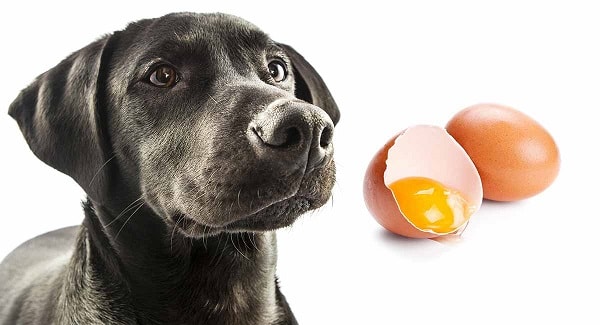 مرایای تخم مرغ برای سگ