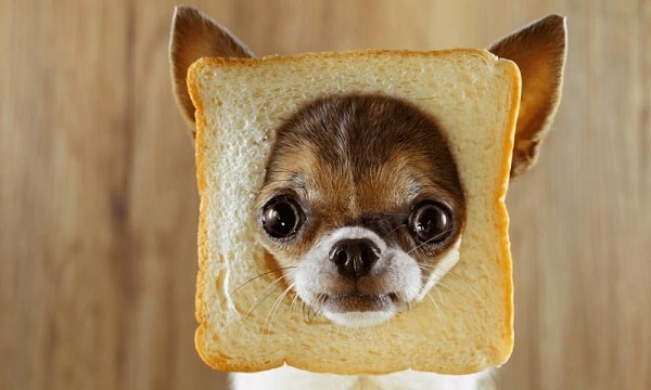 چهره سگ بعد از خوردن نان تست