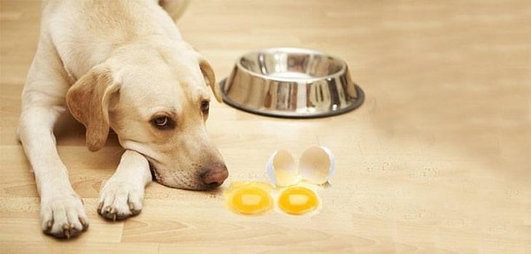 سگ در حال استشمام تخم مرغ