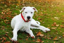 تصویر از سگ داگو ارژانتینو