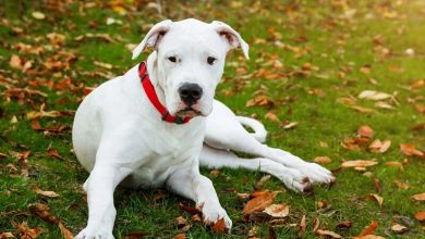 تصویر از سگ داگو ارژانتینو