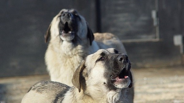 دو سگ در حال زوزه کشیدن