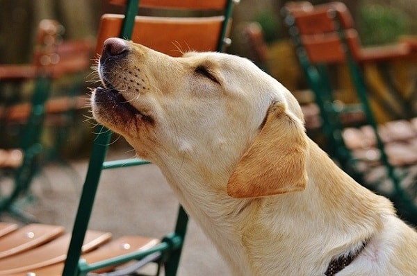 سگ لابرادور در حال زوزه کشیدن