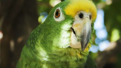 تصویر از طوطی آمازون پاناما همراه با توضیحات جامع(2020)