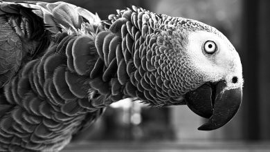 تصویر از اگر پرنده خانگی شما دچار استرس شد چه باید کرد؟