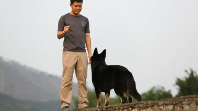 تصویر از چگونه به سگ خود بیاموزیم که در خانه با احترام از مردم استقبال کند