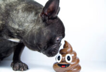 تصویر از چرا سگ مدفوع می خورد ؟ علل و درمان فوری