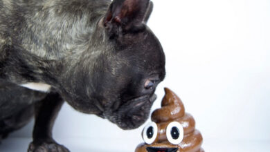 تصویر از چرا سگ مدفوع می خورد ؟ علل و درمان فوری