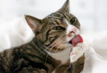 تصویر از رفتار های وسواسی در گربه ها