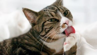 تصویر از رفتار های وسواسی در گربه ها