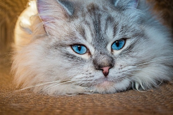 گربه سیبرین با چشم های ابی