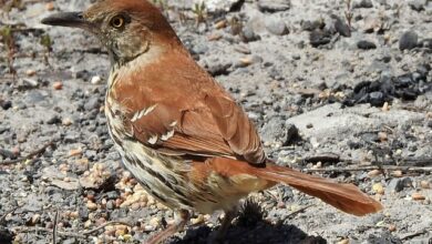 تصویر از چگونه رفتار پرخاشگرانه در پرنده را متوقف کنیم؟