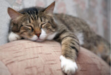 تصویر از زوال عقل در گربه ها