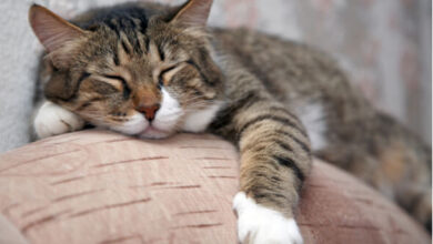 تصویر از زوال عقل در گربه ها