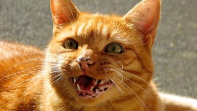 تصویر از دلایل میو میو کردن گربهها در شب