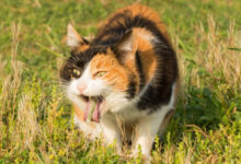 تصویر از استفراغ مایعات در گربه ها