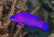 تصویر از ماهی Dottyback