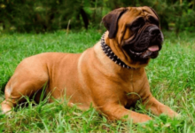 تصویر از ماستیف انگلیسی