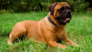 تصویر از ماستیف انگلیسی