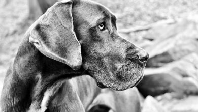 تصویر از سگ گریت دین