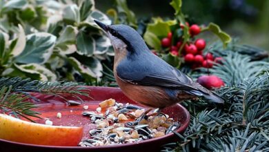 تصویر از چگونه به افزایش وزن پرنده خود کمک کنیم؟