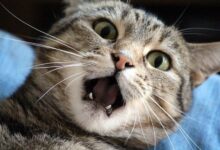 تصویر از استرس در گربه ها