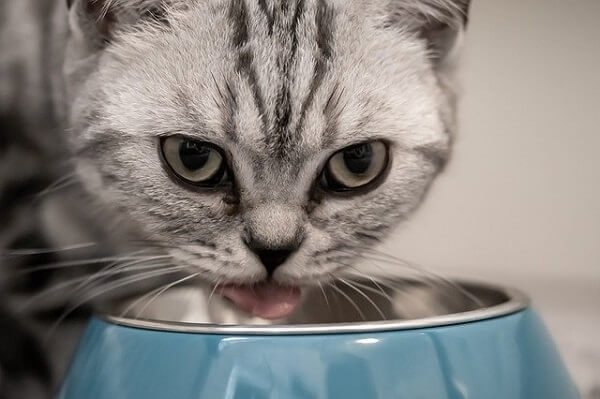گربه در حال غذا خوردن