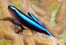 تصویر از ماهی گوپی نئون