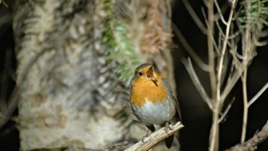 تصویر از چرا پرنده ی شما جیغ میزند؟