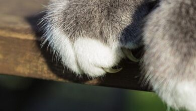 تصویر از چیکار کنیم تا گربه‌ها دست از گاز گرفتن و چنگ انداختن بردارن؟