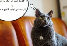 تصویر از چگونه به گربه آموزش بدین تا با ادرار کردن، قلمروی خودش رو مشخص نکنه؟!