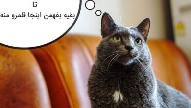 تصویر از چگونه به گربه آموزش بدین تا با ادرار کردن، قلمروی خودش رو مشخص نکنه؟!